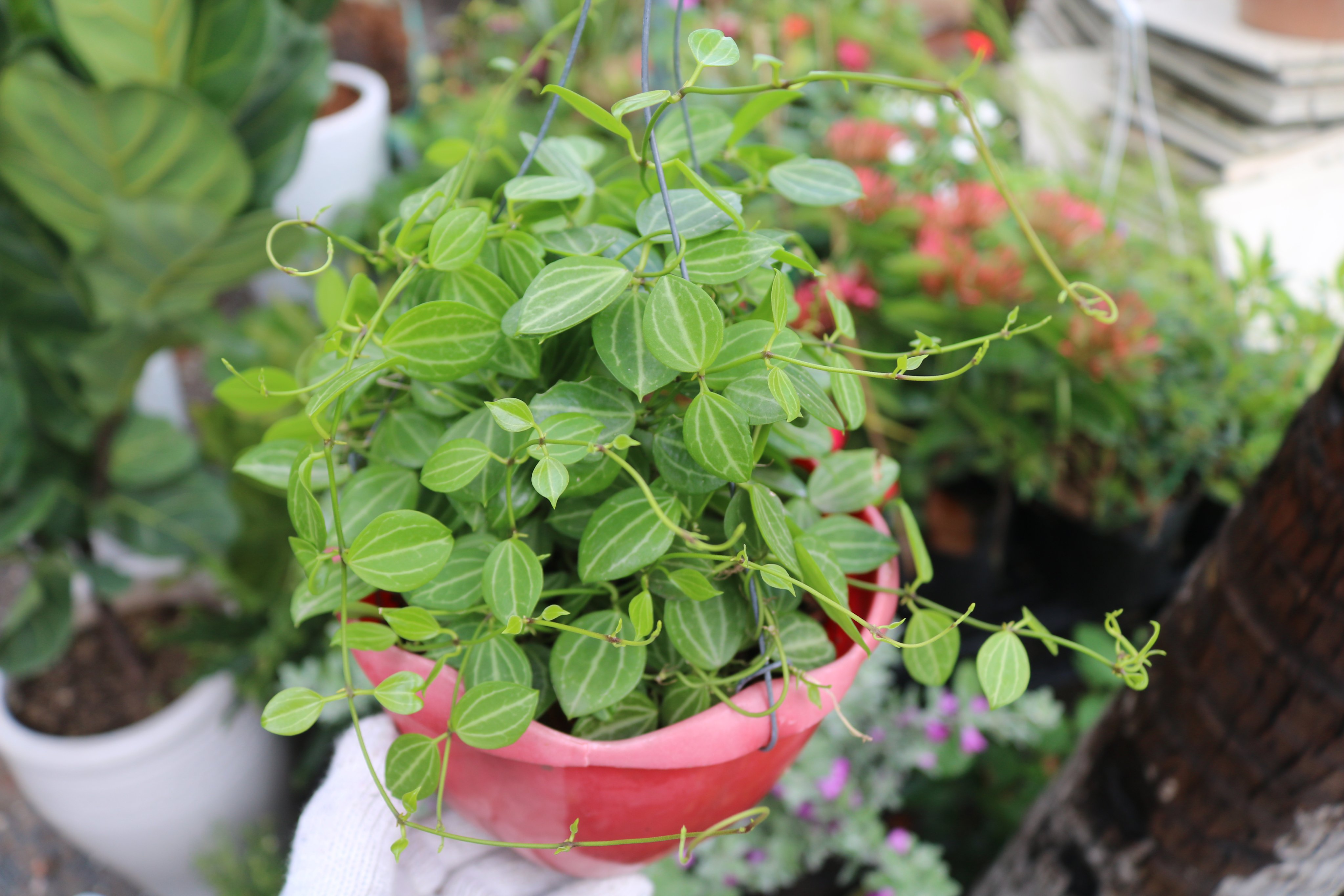 Chậu Treo Cây Hột Xoàn