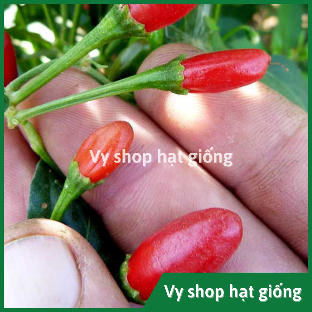 Hạt giống ớt thóc siêu cay (ớt mắt chim) Thái Lan gói 120 hạt
