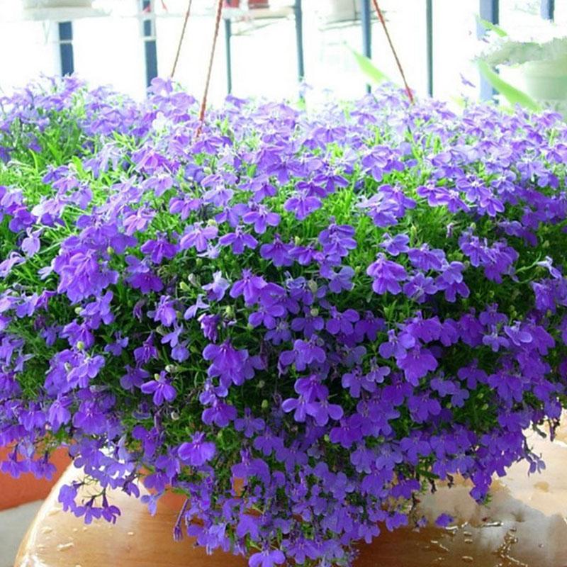 [SP Mới Về] - Combo 3 gói Hạt giống hoa lobelia mix (thúy điệp)