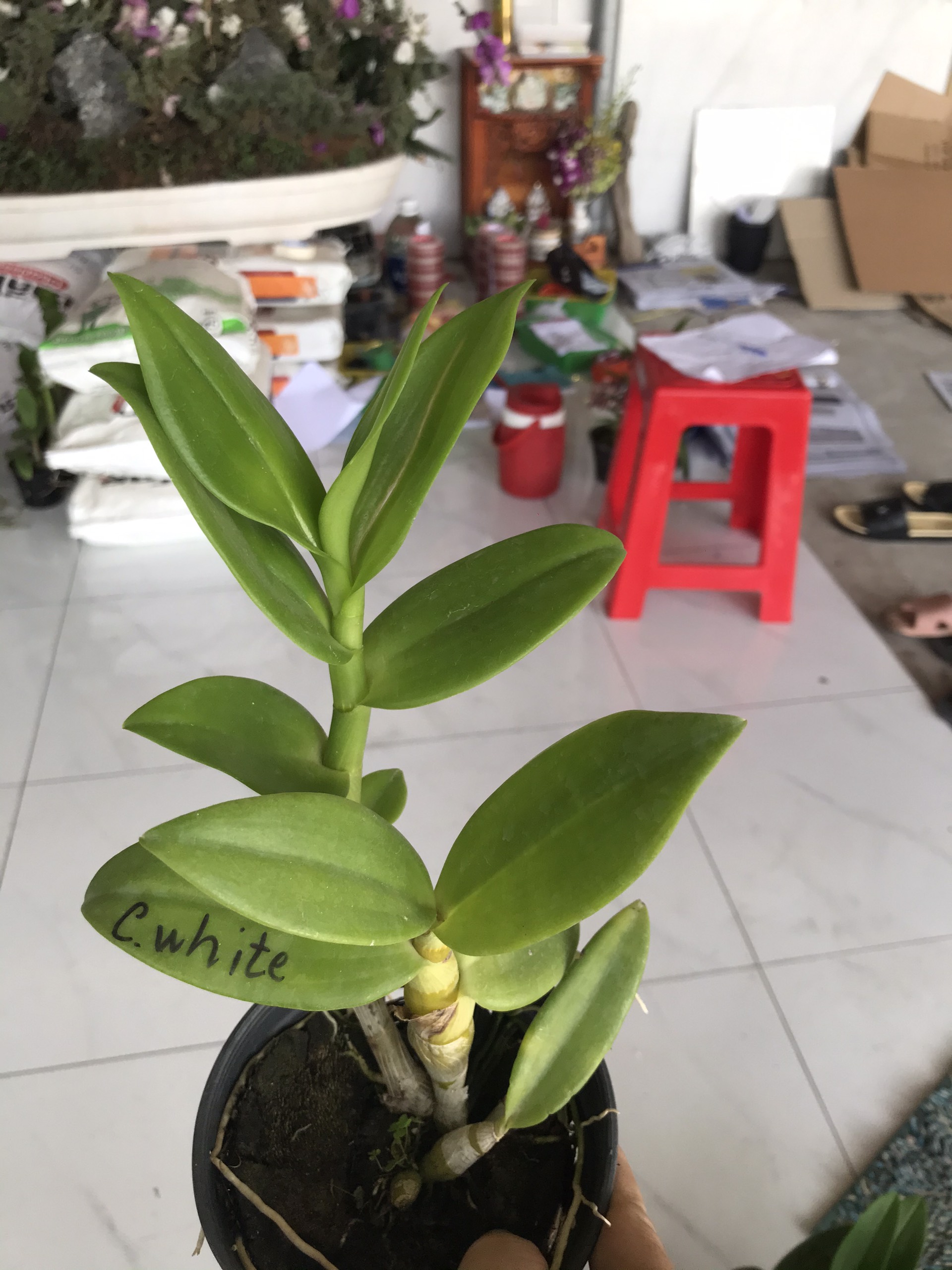 Hoa lan denro nắng thơm CC.White