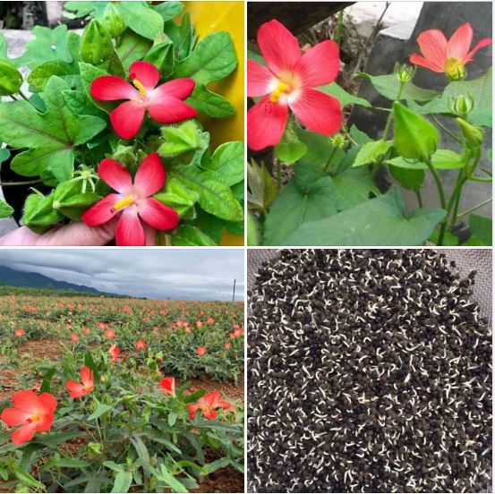 Hạt giống nhân sâm bố chính Gói 10 hạt