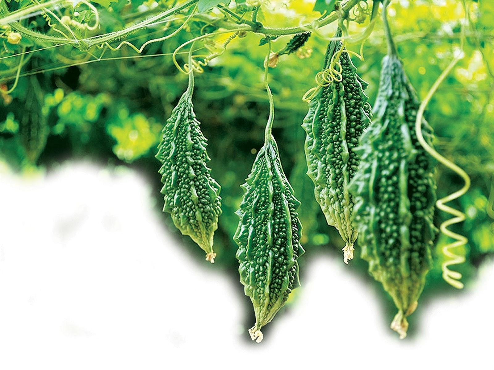 Gói 2g hạt giống khổ qua rừng