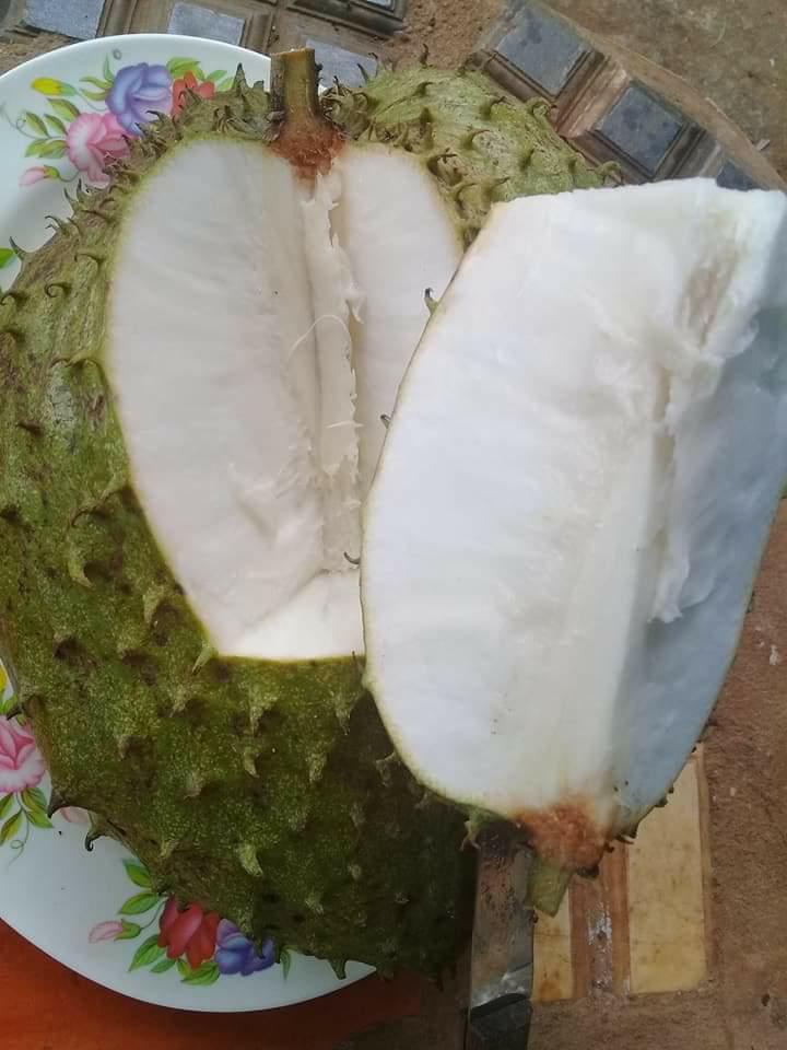 1 KG LÁ Mãng Cầu Xiêm [ La tươi ].