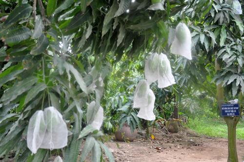 Combo  100  Túi Bọc Ổi Chất Lưọng may chắc chắn 18.20