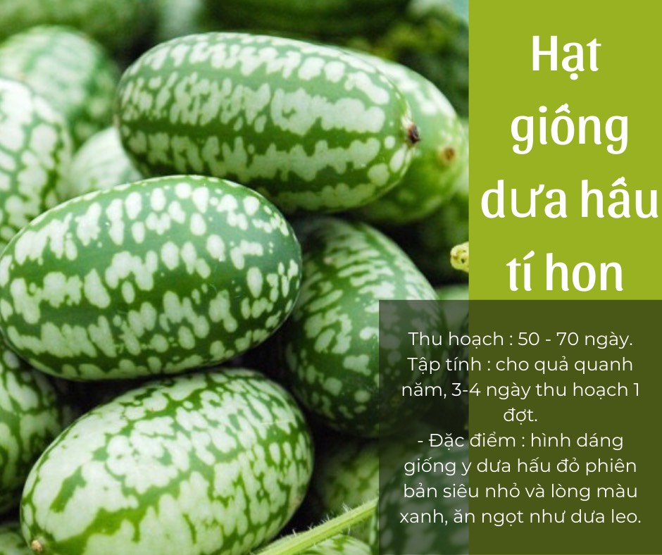 Hạt giống dưa hấu tí hon 314