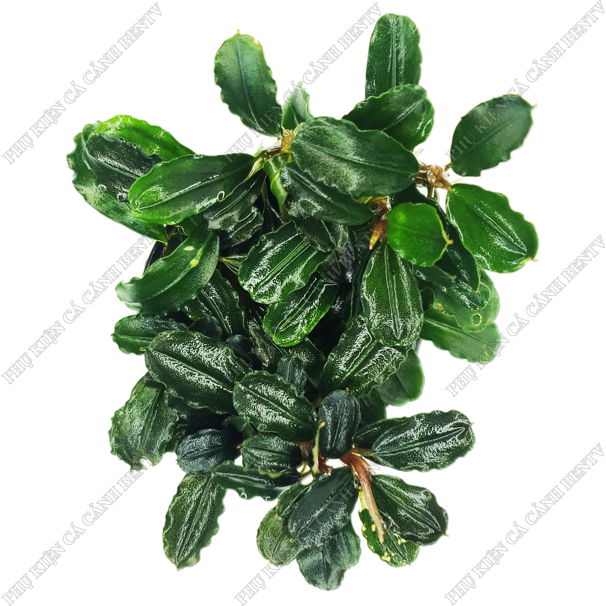 Cây Bucep - Cây Thuỷ Sinh Đẹp (Chậu)