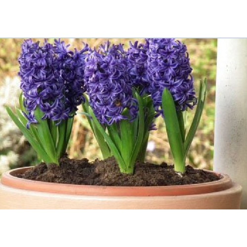 Củ giống hoa tiên ông xanh-1 củ