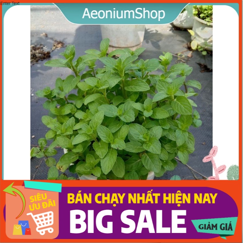 Cây Bạc Hà Âu - Pháp - Euromint
