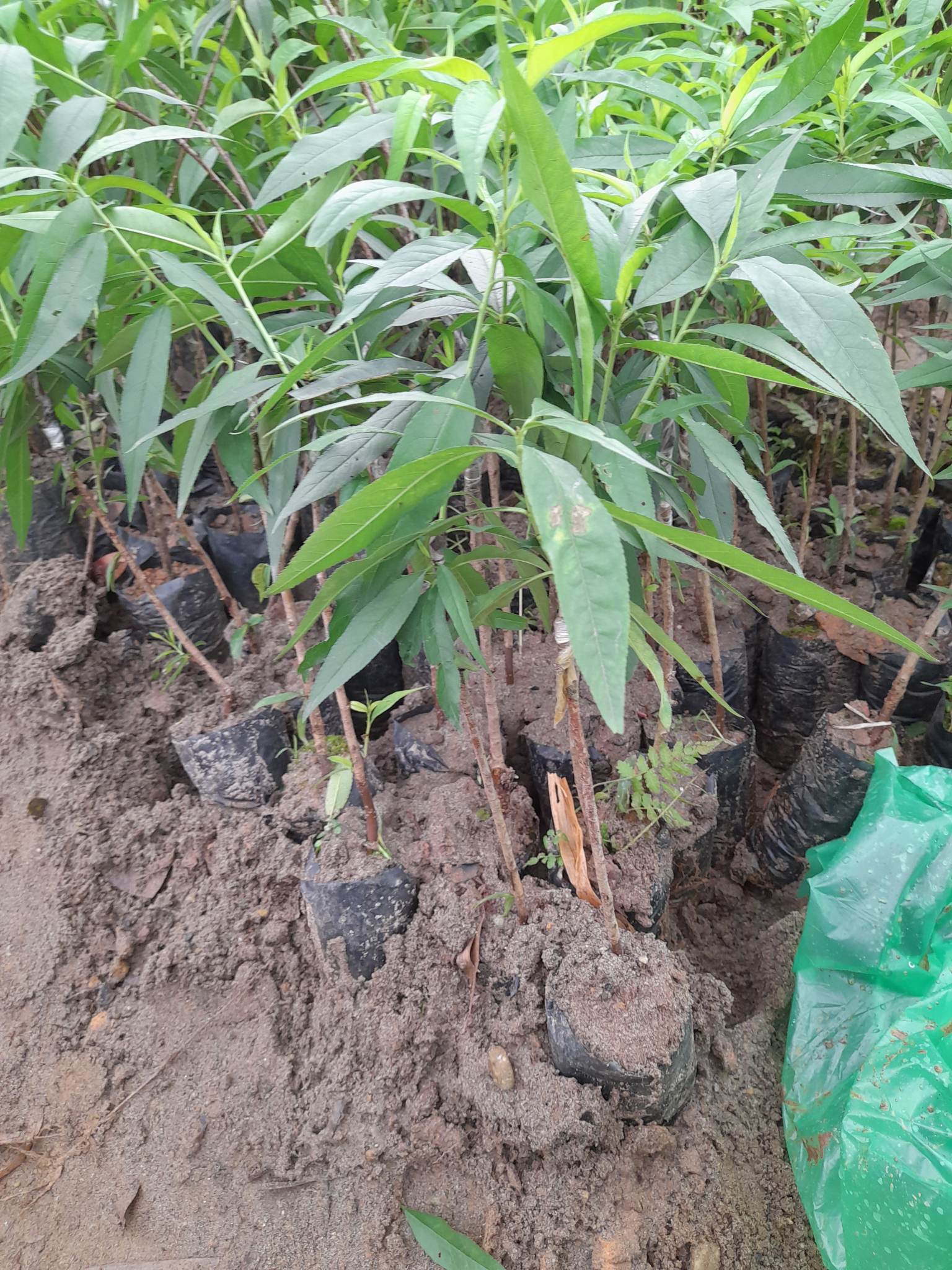 Giống Đào Nhật Tân-Cây Ăn Trái+Tặng kèm phân bón