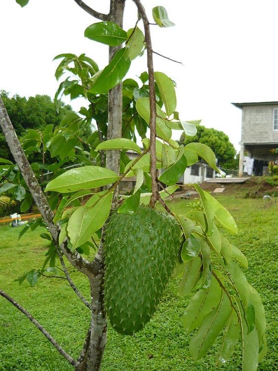 CÂY GIỐNG MÃNG CẦU XIÊM KO HẠT NBV ( được bảo hành )