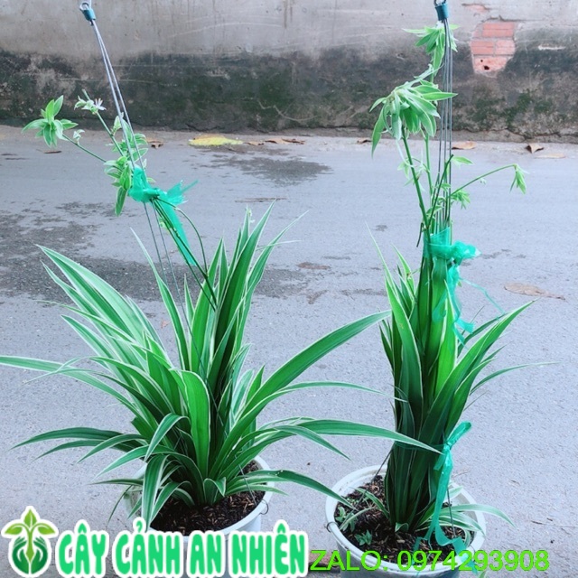 Cặp cây dây nhện