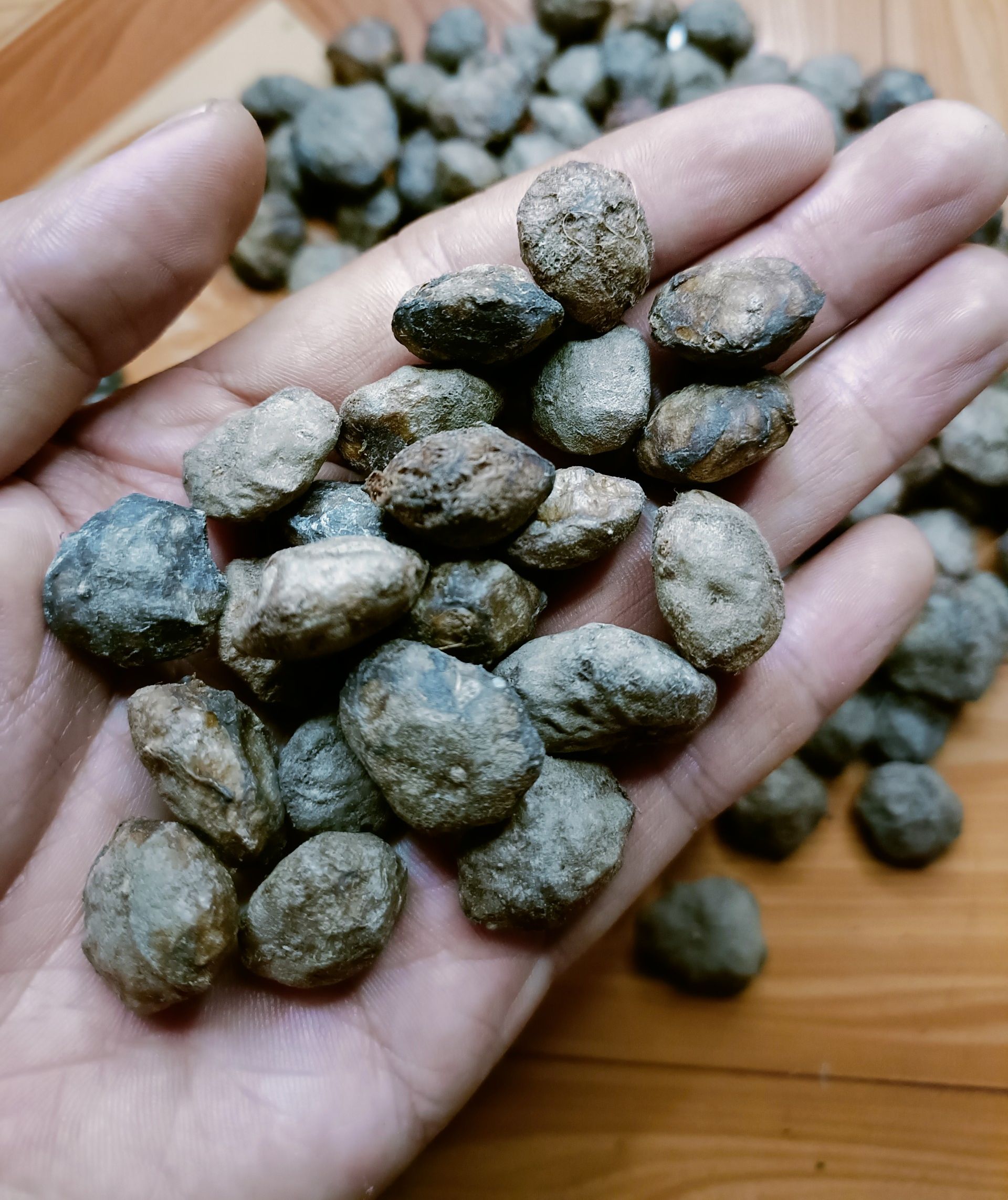 500 gram hạt giống cây sấu