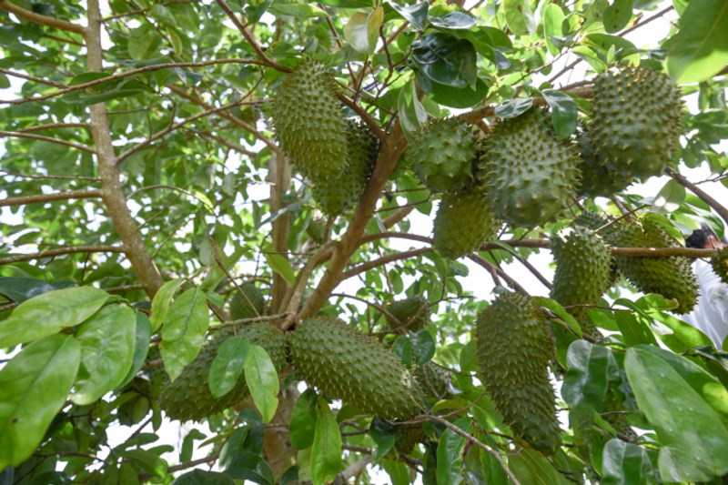1 KG LÁ MÃNG CẦU XIÊM THÁI  [ LÁ TƯƠI - MÃNG CẦU GAI ].
