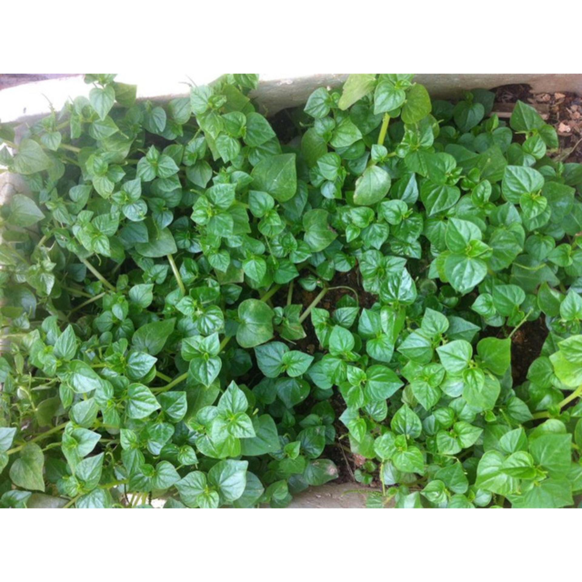 0.5gr Hạt giống Rau càng cua (tặng Kích nẩy mầm, Hướng dẫn ươm)