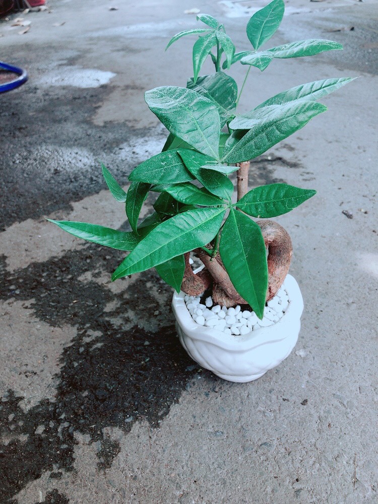 Cây Kim Ngân Tim Kim Ngân Nơ