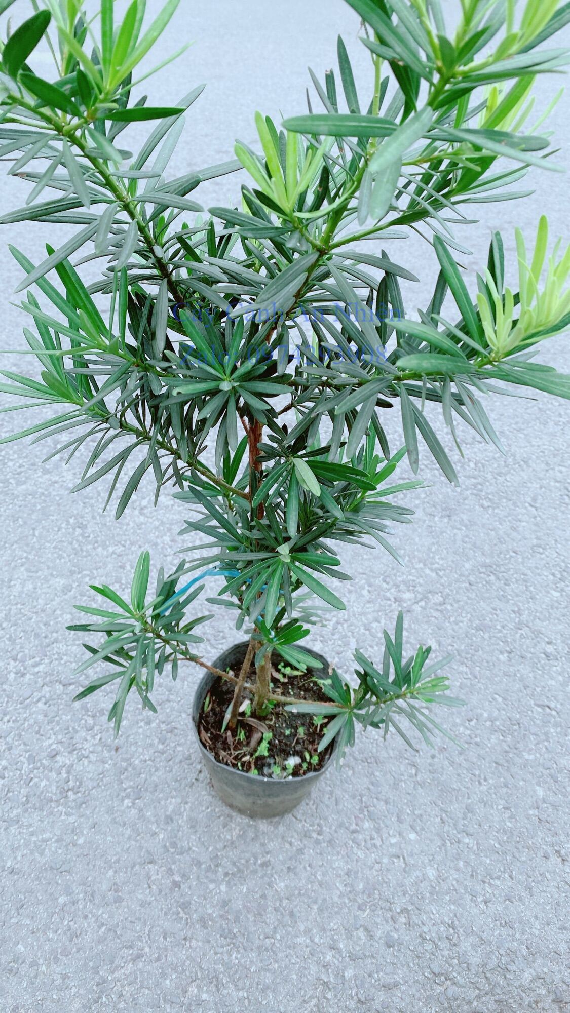 Cây Tùng Vạn Niên 50cm