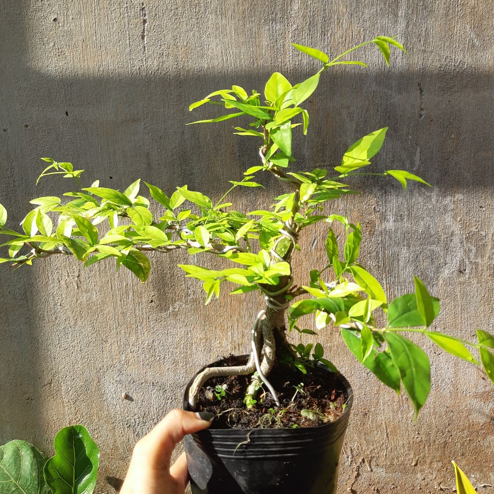 mai chiếu thủy bonsai mini