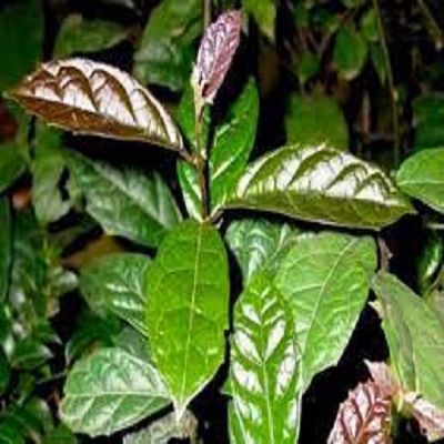 Bầu cây giống xạ đen trồng uống nước