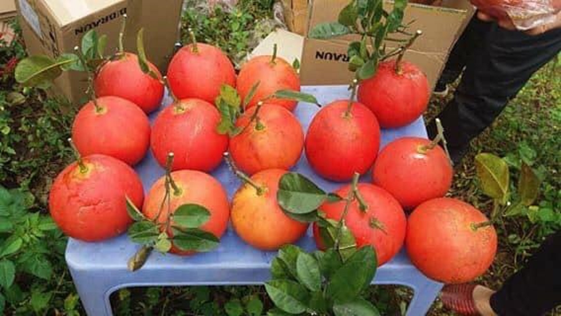 CÂY GIỐNG BƯỞI ĐỎ LUẬN VĂN TIẾN VUA