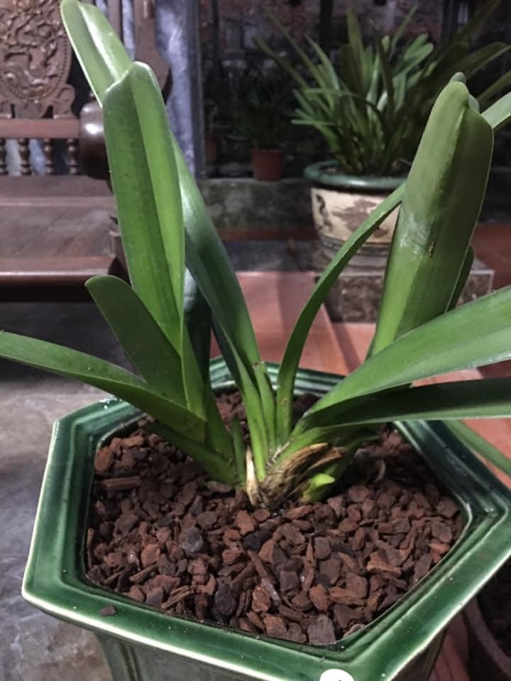 Vỏ thông trồng lan size nhỏ 0,5cm (vỏ thông vụn) 1kg