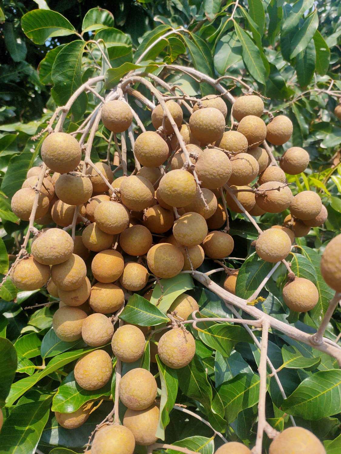 thuốᴄ Trừ Rầy Rệp Goldra 250 WG