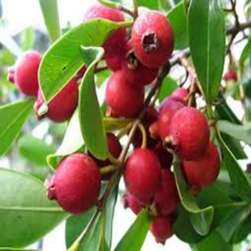cây giống ổi tím (ổi đỏ malaysia) giống ổi mới nhập khẩu