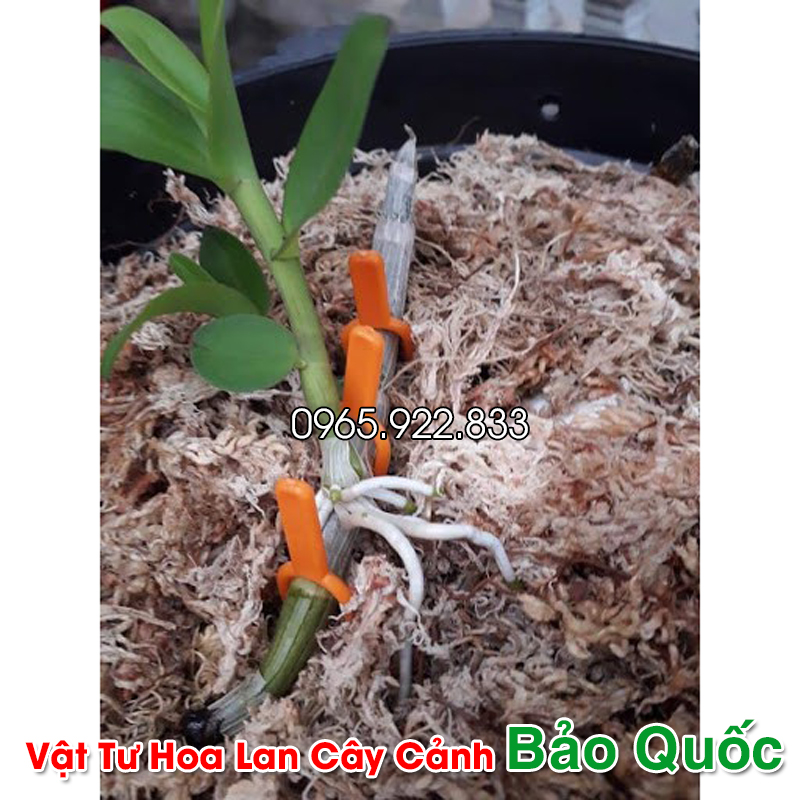 Ghim cố định Kie (5 chiếc) cho Hoa Lan