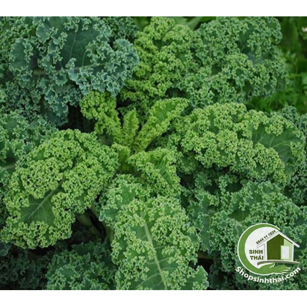 [HCM]Hạt giống cải xoăn Kale