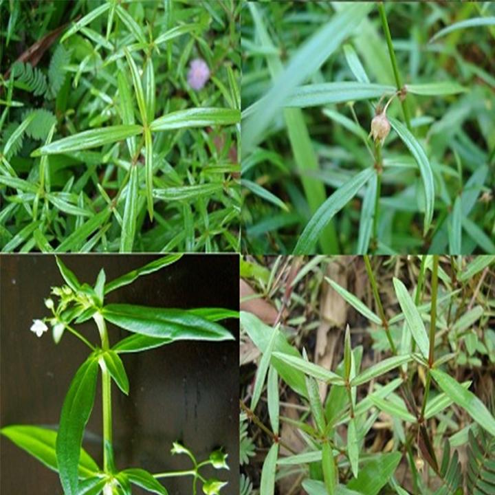 bạch hoa xà thiệt thảo khô