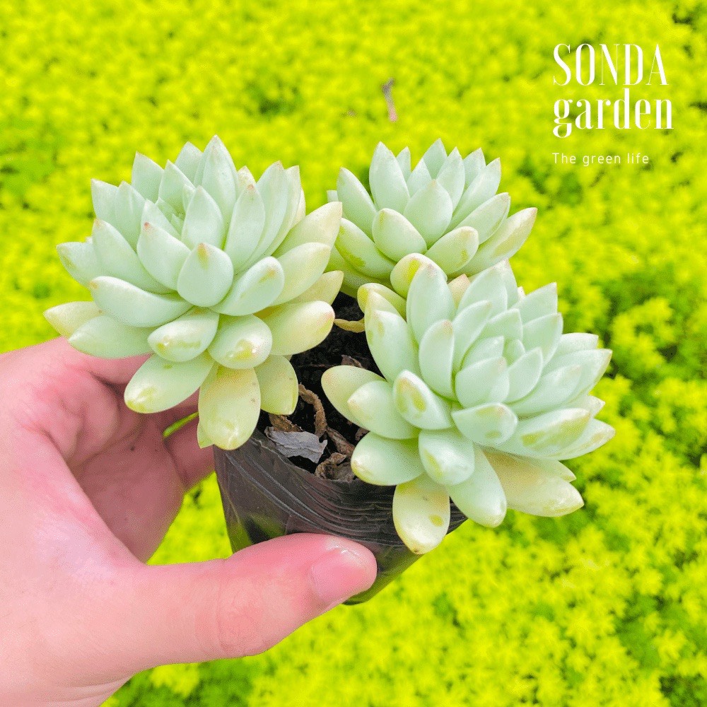 SEN ĐÁ CHUỖI NGỌC LAM SIZE BÉ LỖI 1 ĐỔI 1