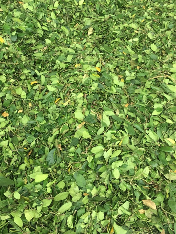 [HCM]1kg Dây thìa canh