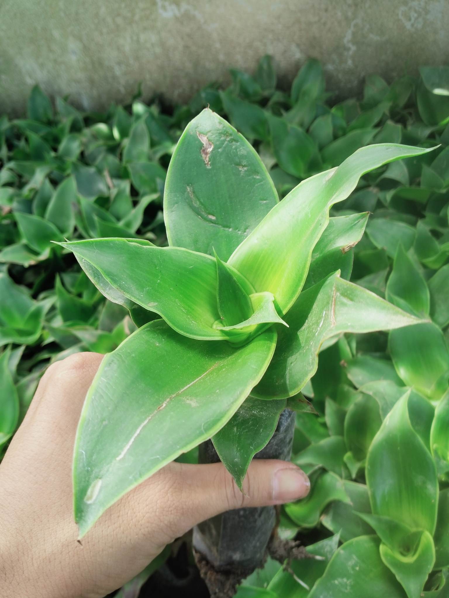 [Cây dược liệu] Cây Lược Vàng