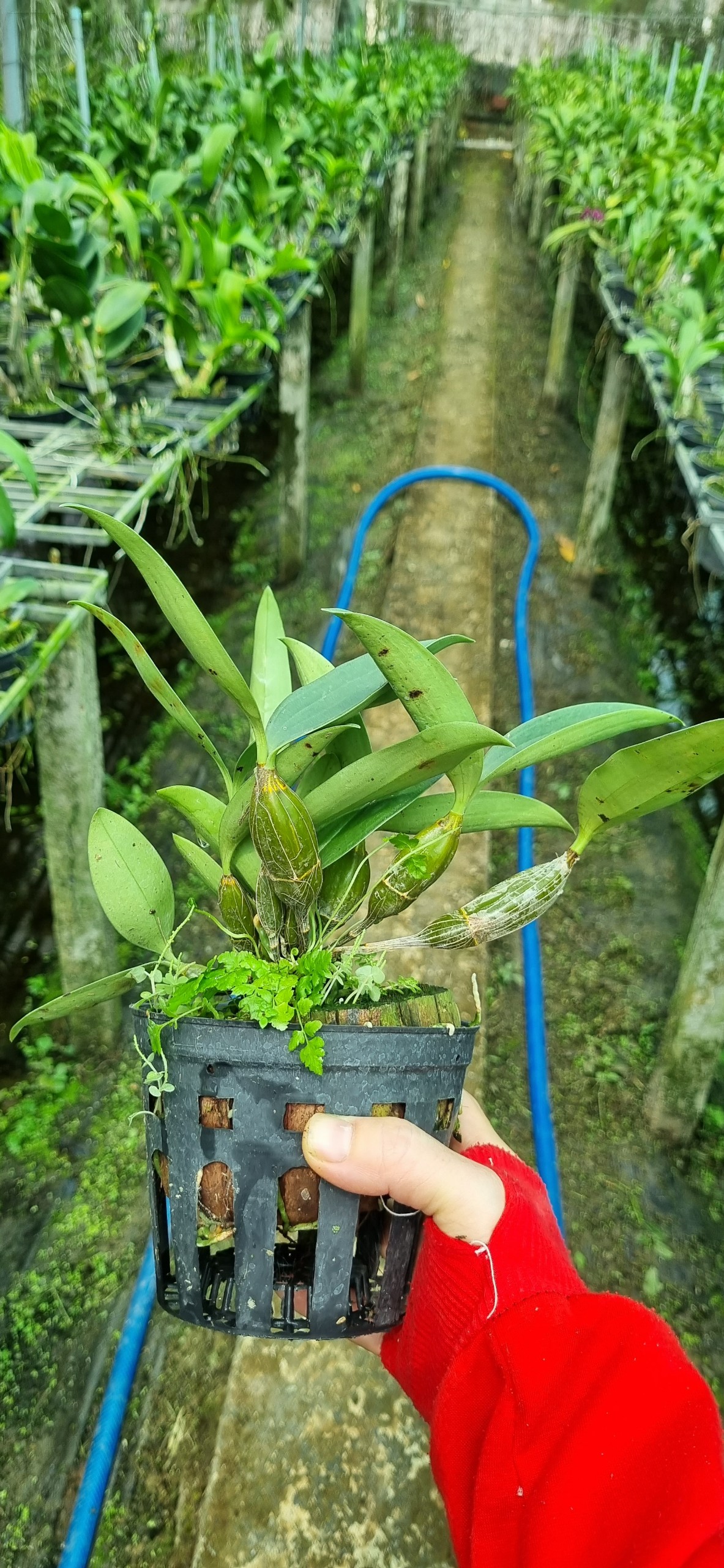 HOA LAN KIỀU