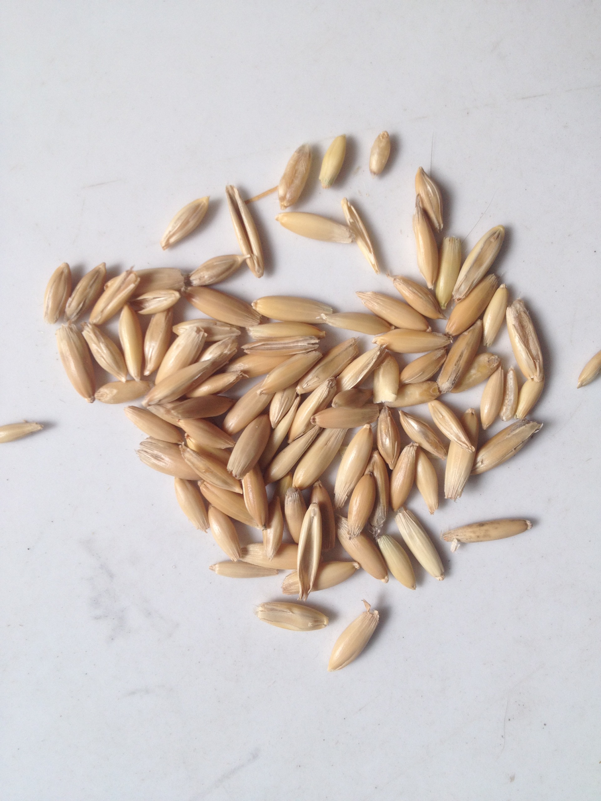 cỏ mèo 200g