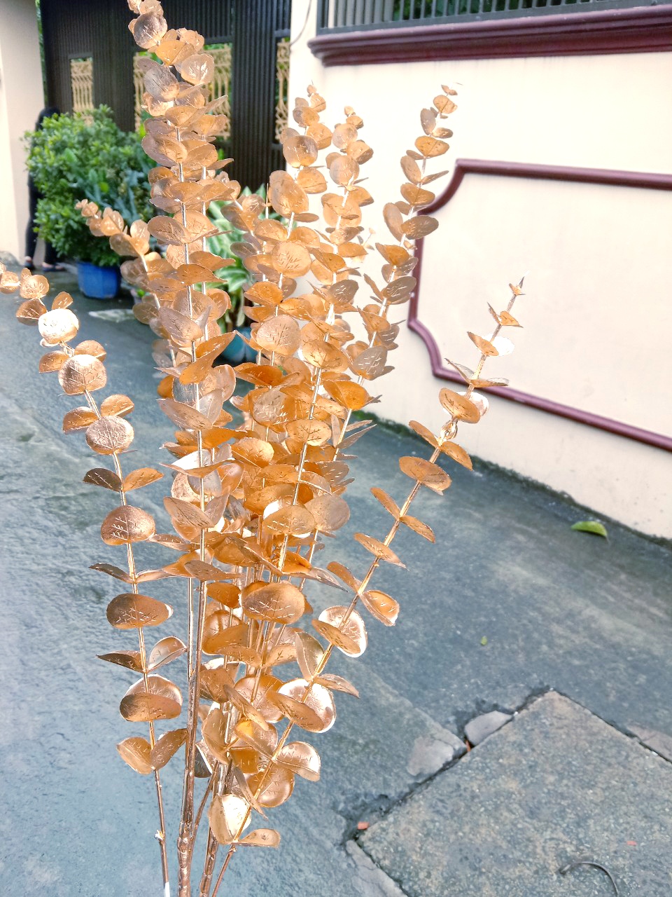 rẻ quạt, cành vàng trang trí tết