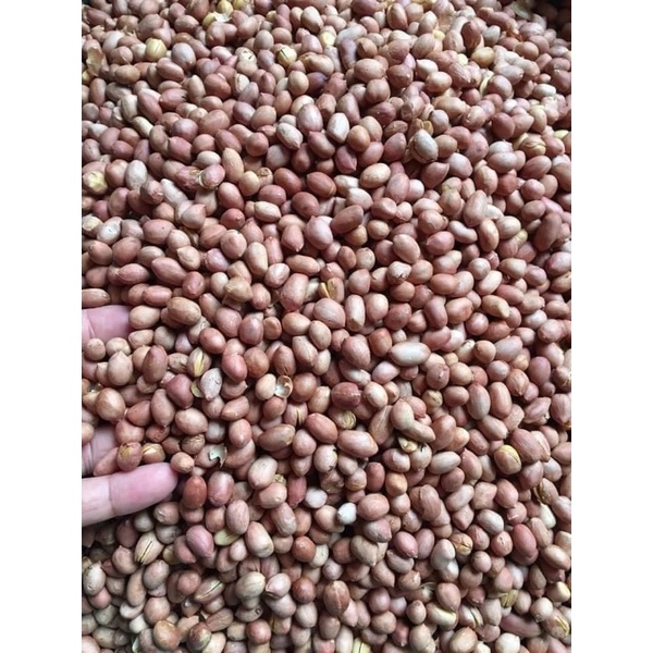 1kg Lạc Rang Húng Lìu Hạt to chắc mẩy