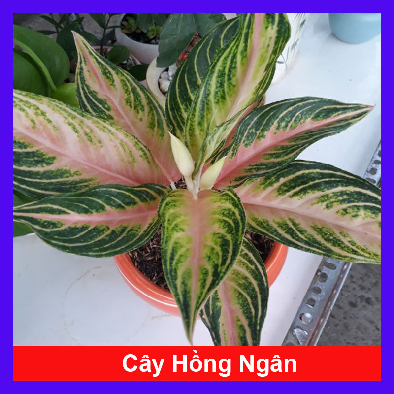 Cây Hồng Ngân - Cây cảnh mini để bàn