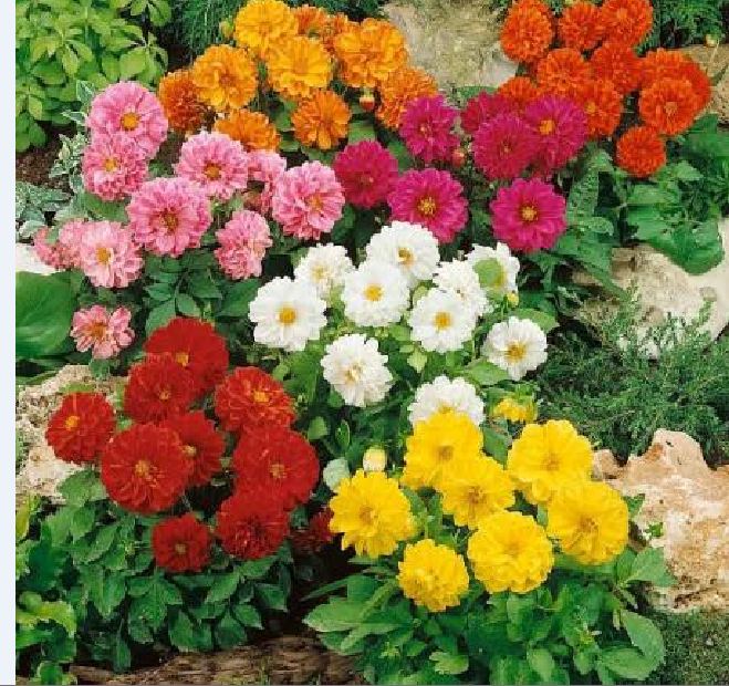 "gói 50 hạt " hạt giống hoa thược dược mix màu