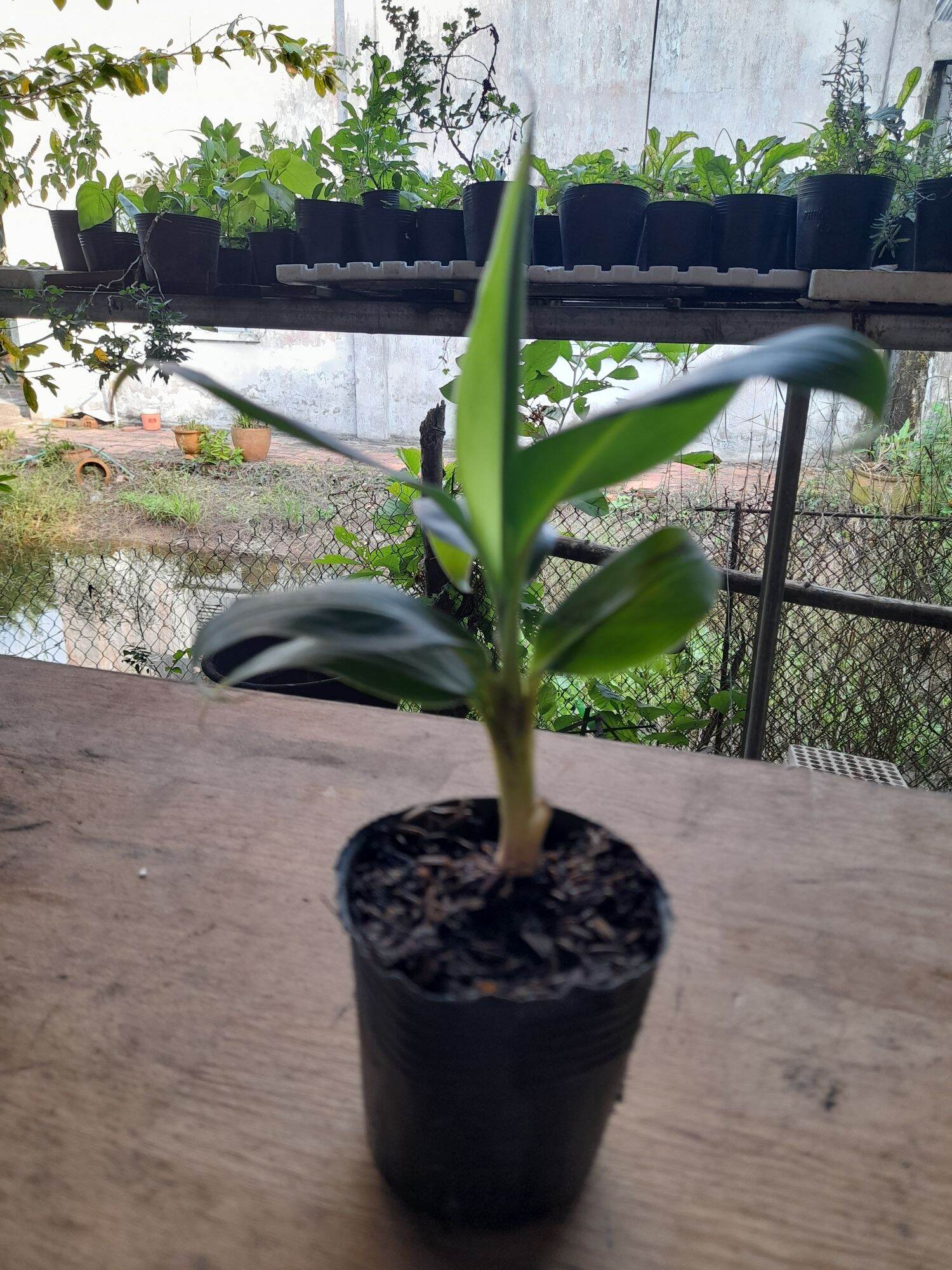 Chuối già LaBa (cây giống SaDec)