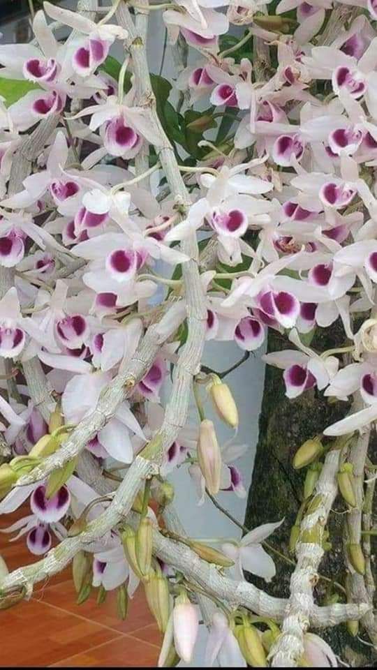 Lan phi điệp tím các vùng miền 1 kie