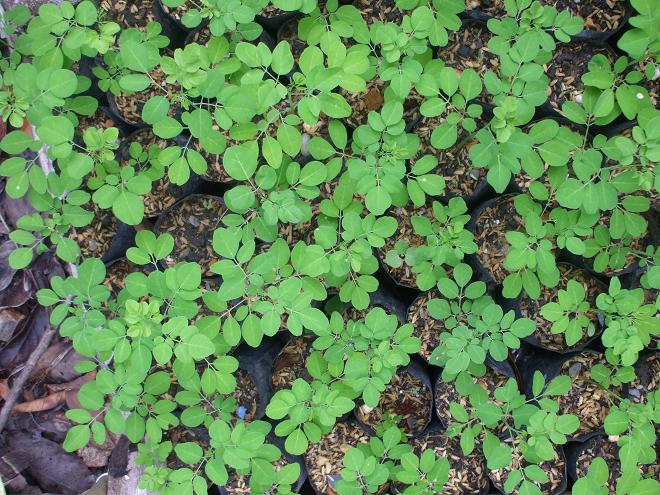 Cây giống chùm ngây Moringa cao 20cm