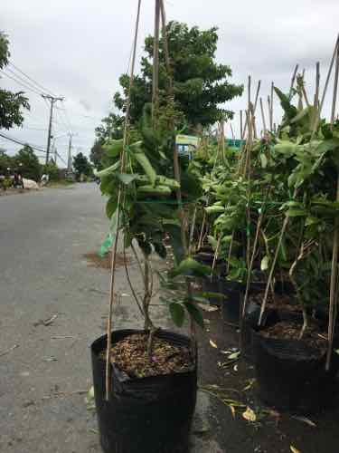 Cây bằng lăng thái cây đẹp giống chuẩn