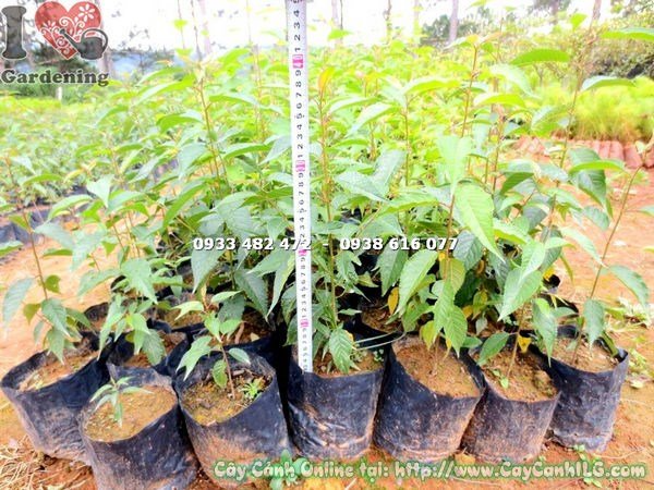 Bầu cây giống hoa anh đào nhật bản