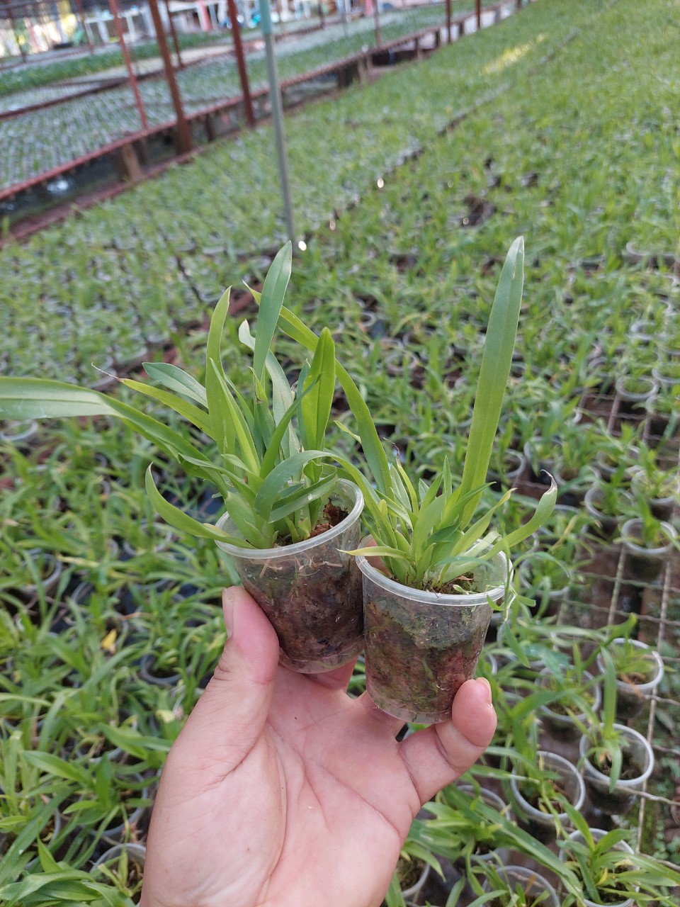 Lan Vũ nữ MTSSA.CAIRSS hàng giống NR