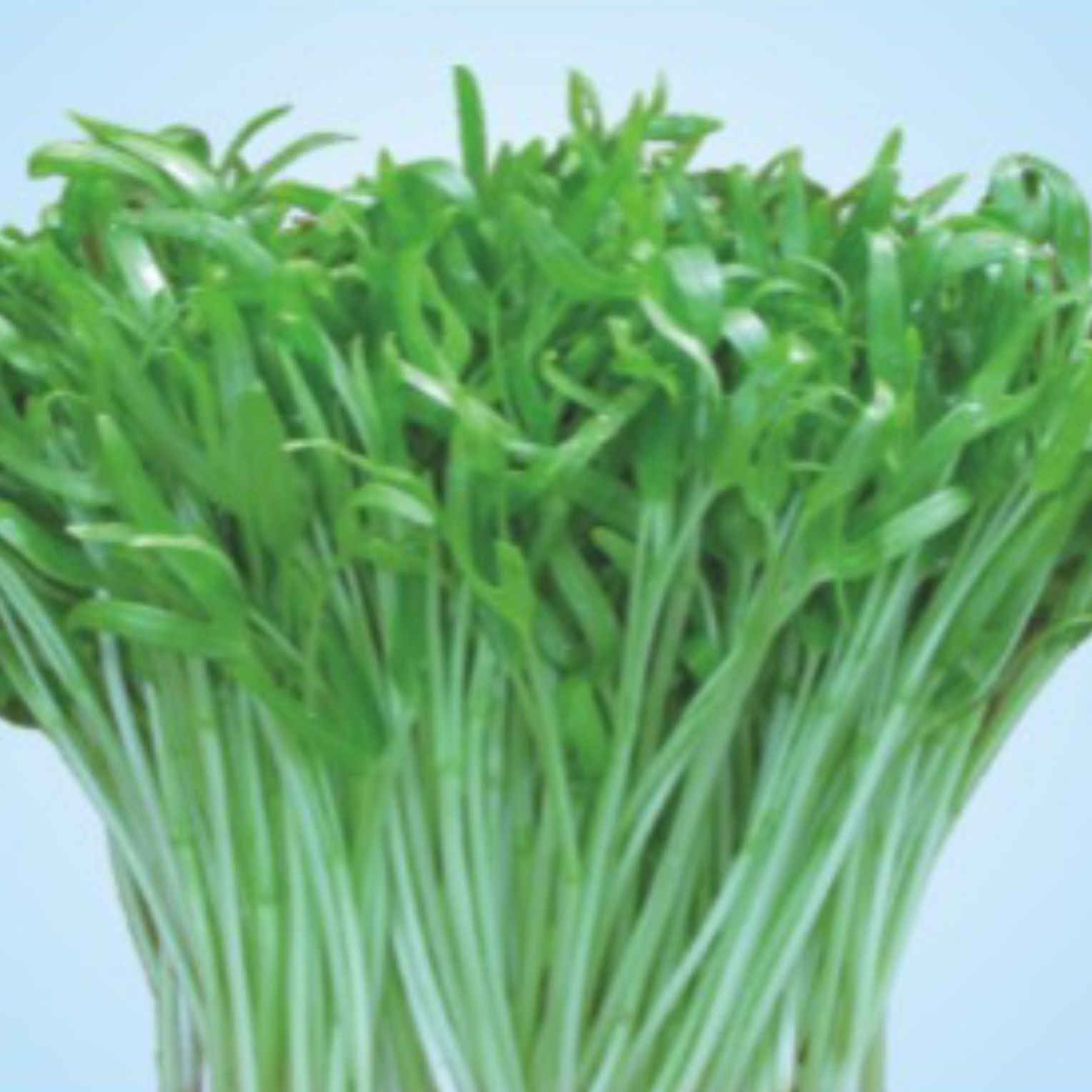 [HCM]Hạt giống Mầm rau muống Phú Nông - 100gr