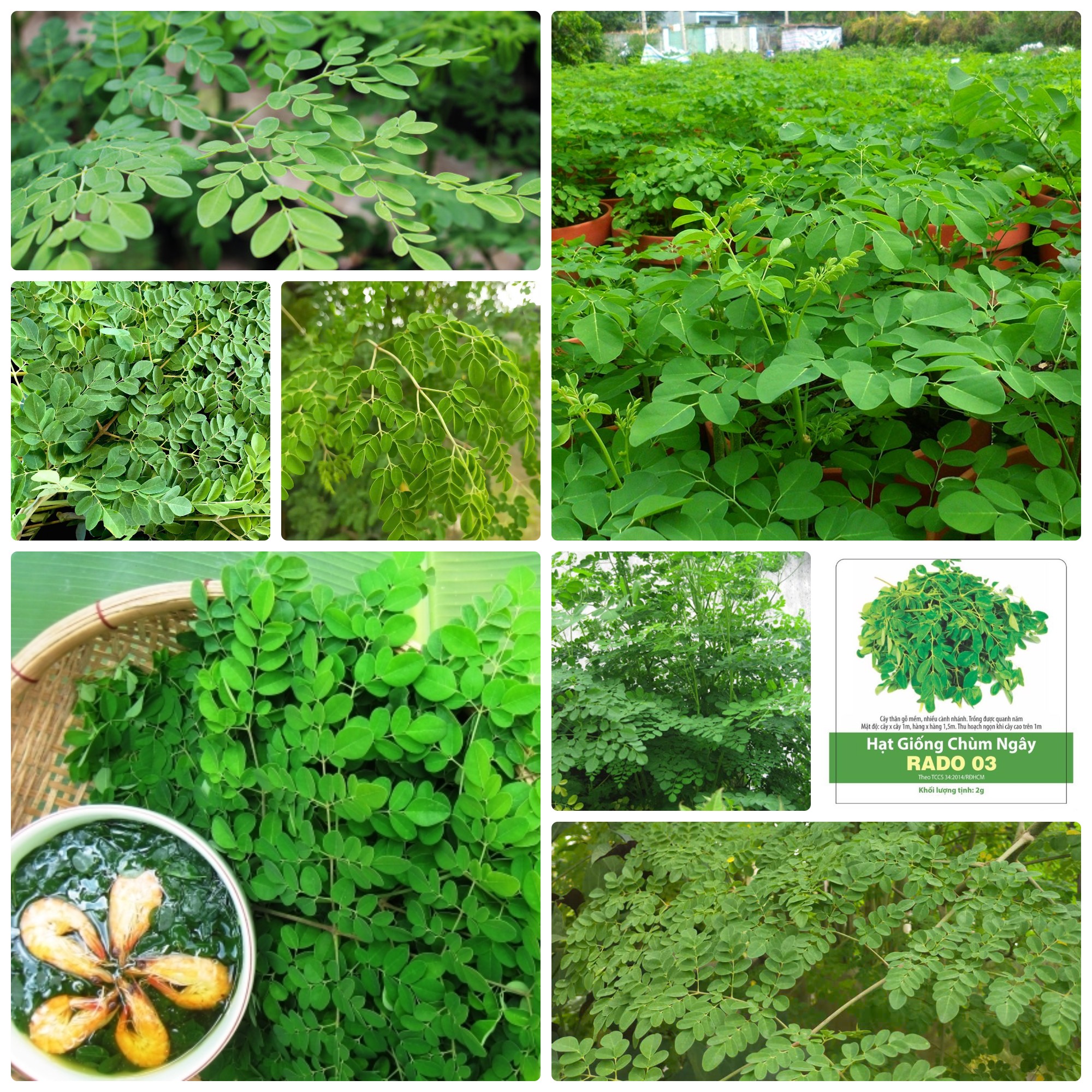 Hạt giống chùm ngây gói 2gr