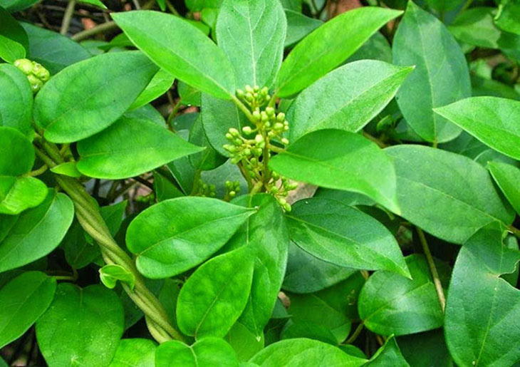 Dây Thìa Canh Tươi Hải Hậu ( 1kg)