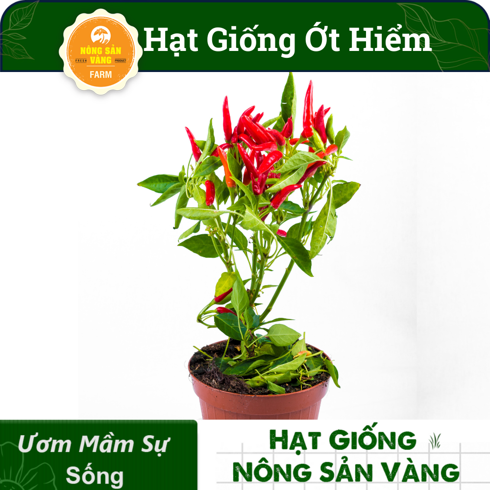 Hạt giống Ớt Hiểm, Dễ Trồng, Sinh Trưởng Và Phát Triển Khỏe, Năng Suất Cao (Gói 30 Hạt) - Nông Sản Vàng