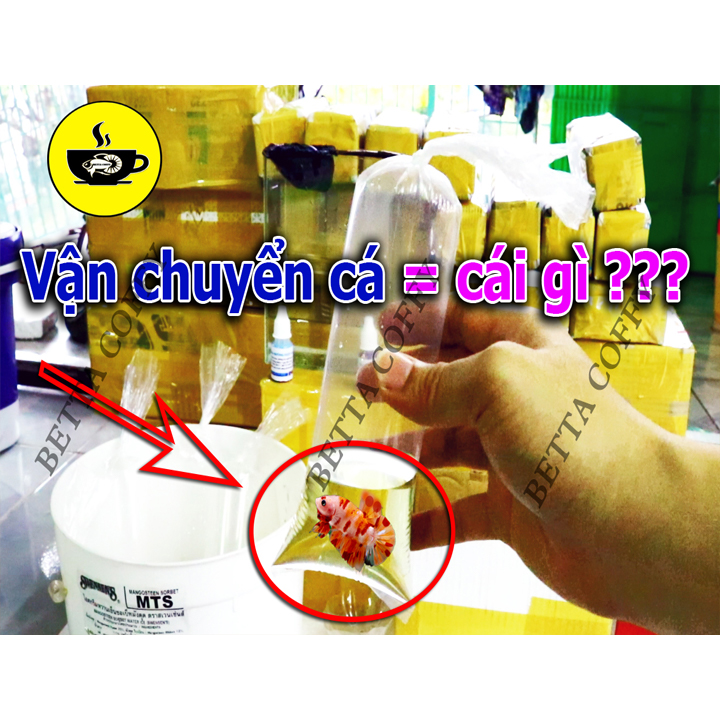 1 Miếng Bông Lọc Nước Hồ Cá Trắng - BETTA COFFY