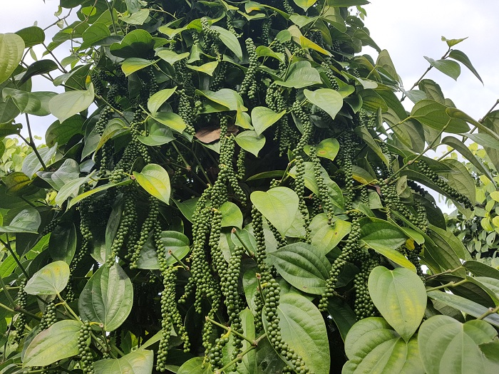 Cây giống Tiêu Srilanka [ giống Hồ Tiêu năng suất cao nhất ] .